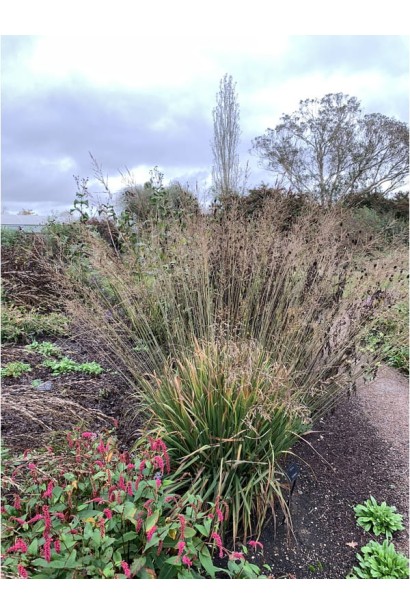 Молінія Фонтане Київ 